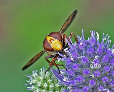 Volucella inanis, female, face, Alan Prowse